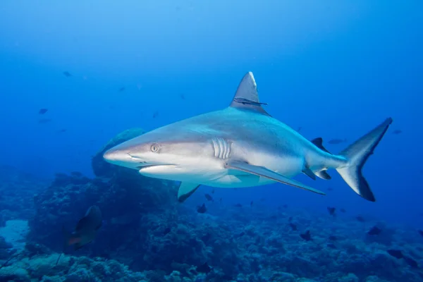 Mordazas de tiburón blanco gris listo para atacar bajo el agua de cerca retrato —  Fotos de Stock