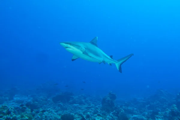 Mascelle di squalo bianco grigio pronte ad attaccare sott'acqua ritratto ravvicinato — Foto Stock