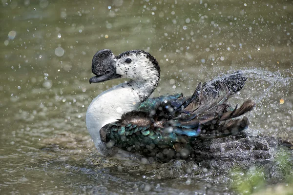 Pato salvaje mientras salpica en el agua —  Fotos de Stock