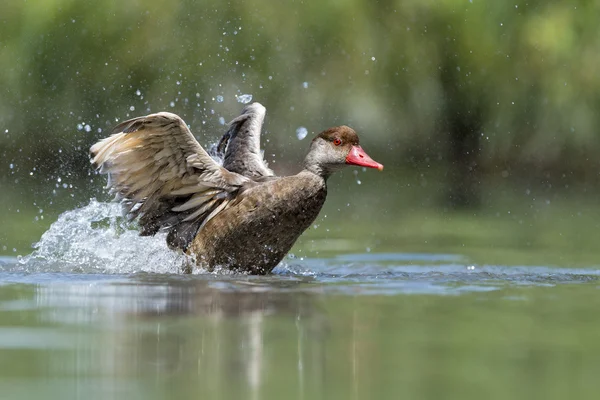 Wiild Duck while splashing on water — Stock Photo, Image