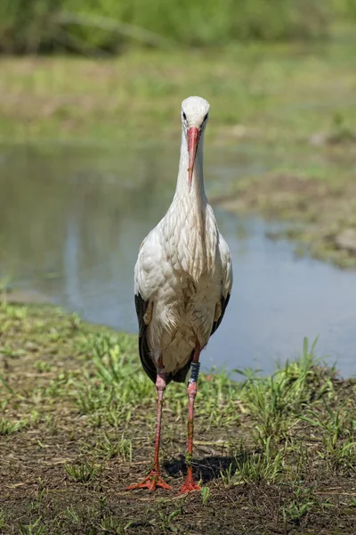 Retrato de cigüeña mientras reflexiona sobre el agua del pantano — Foto de Stock