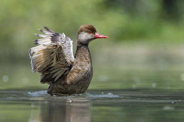 Wiild Duck enquanto espirra na água — Fotografia de Stock