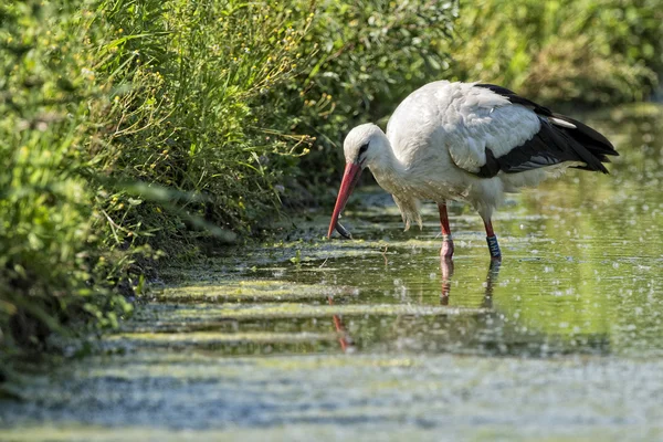 Portrait de cigogne en mangeant un poisson — Photo