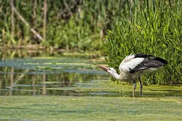 Stork portrait while reflecting on swamp water — Stock Photo, Image