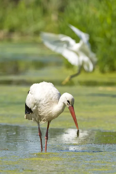 Stork portrait while eating a fish — Stock Photo, Image