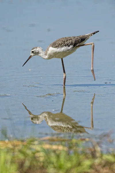 Isolerade black-winged stilt tittar på dig — Stockfoto