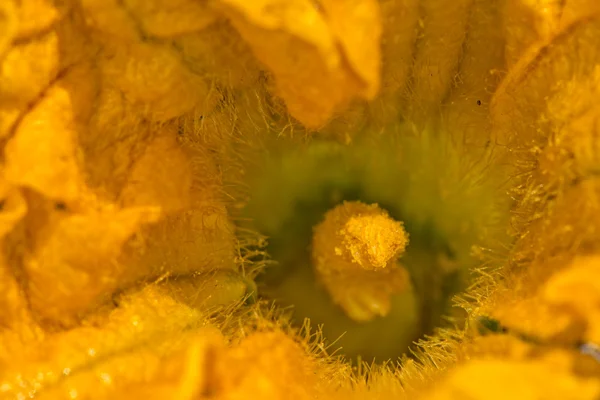 Abobrinha flor amarela pistil abobrinha macro — Fotografia de Stock