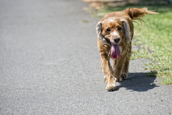 Cachorro feliz cão correndo para você — Fotografia de Stock