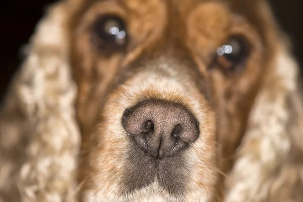 Hund näsa makro — Stockfoto