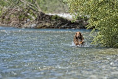 mutlu köpek İngiliz cocker spaniel için çalışırken