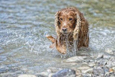 mutlu köpek İngiliz cocker spaniel için çalışırken