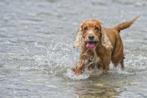 Feliz perro inglés cocker spaniel mientras corre a usted — Foto de Stock