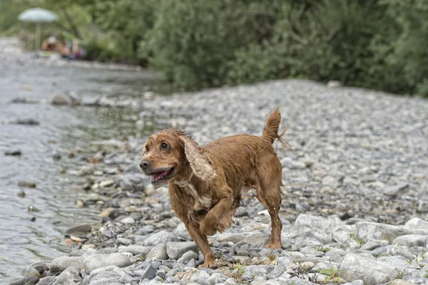 Felice cane inglese cocker spaniel durante la corsa a voi — Foto Stock