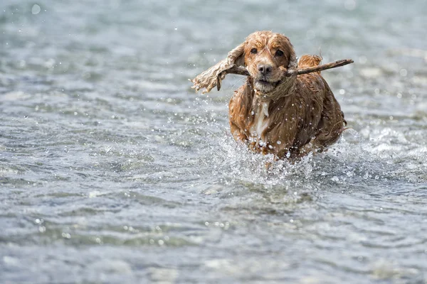 Happy Dog English cocker spaniel while running to you — Stock Photo, Image