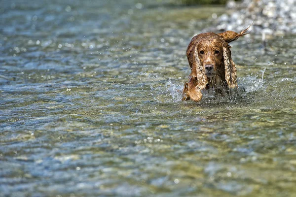 Feliz perro inglés cocker spaniel mientras corre a usted — Foto de Stock