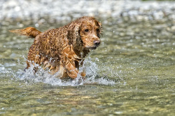Šťastný pes anglický kokršpaněl při běhu na vás — Stock fotografie