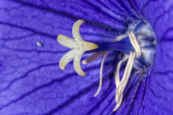 Violette Blume weißer Stempel — Stockfoto