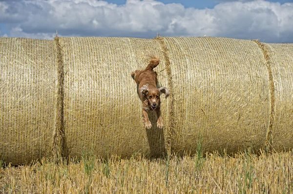 Köpek yavrusu yavru horoz İspanyol buğday atlama — Stok fotoğraf