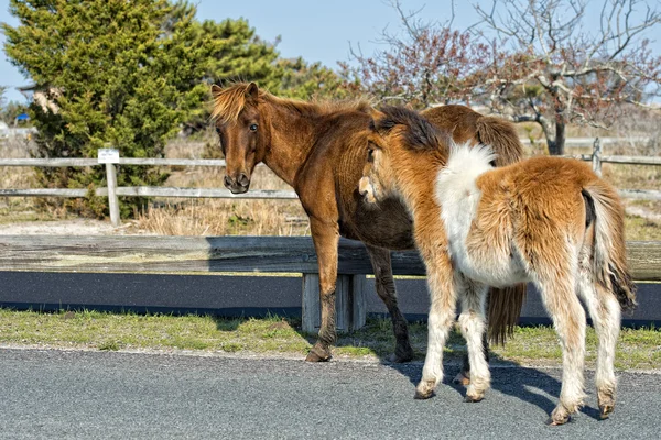 Assateague pferd baby junge welpen wild pony — Stockfoto