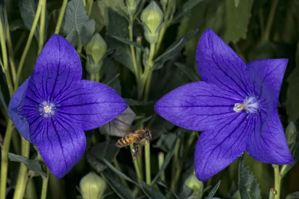 Biet samlar pollen inuti en blomma — Stockfoto
