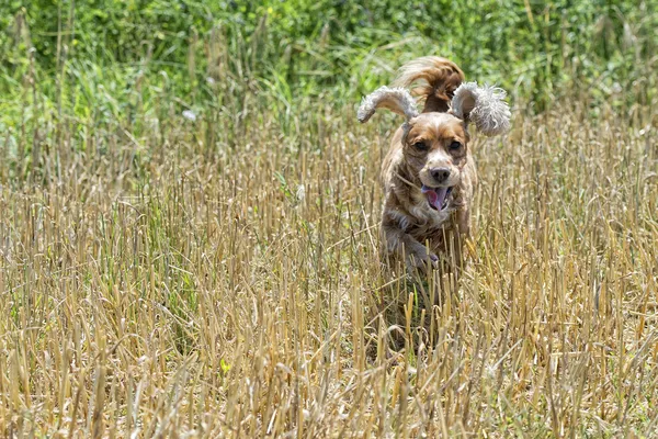 Mutlu yavru köpek için çalışıyor — Stok fotoğraf