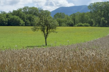 Olgun tahıl buğday alanı