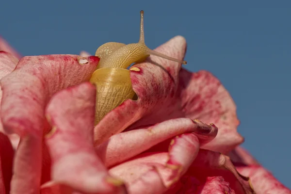 Caracol antena de cerca retrato en una rosa — Foto de Stock