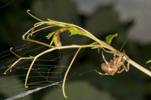 Araña colgando de su tela —  Fotos de Stock