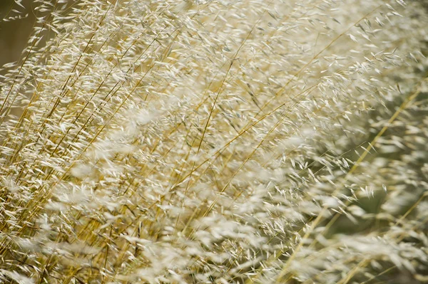 Зрелое пшеничное поле — стоковое фото