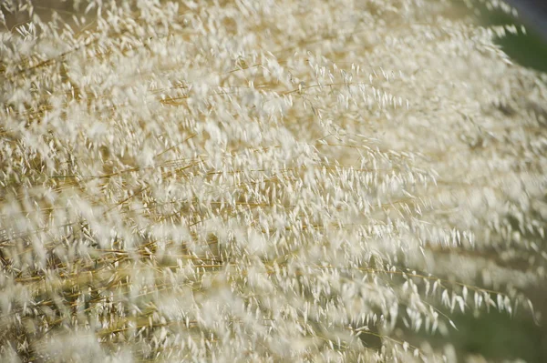 Campo de trigo de grano maduro — Foto de Stock