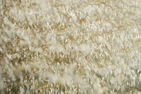 Campo de trigo de grano maduro — Foto de Stock