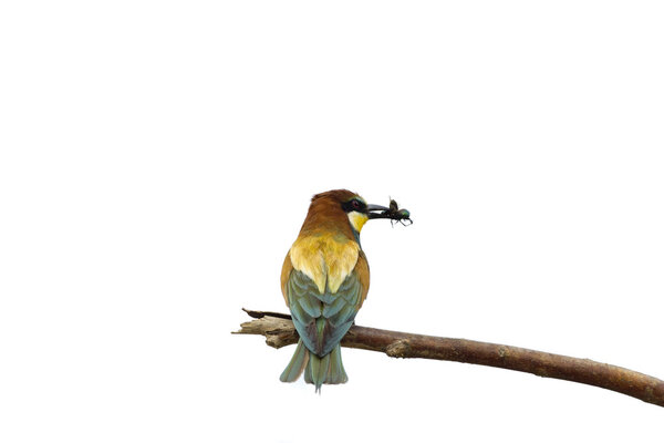 Bee eater on the tree isolated on white