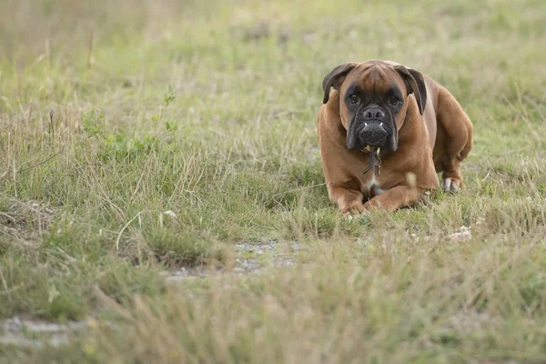 緑の芝生の上に座っている間犬のボクサーの若い子犬 — ストック写真