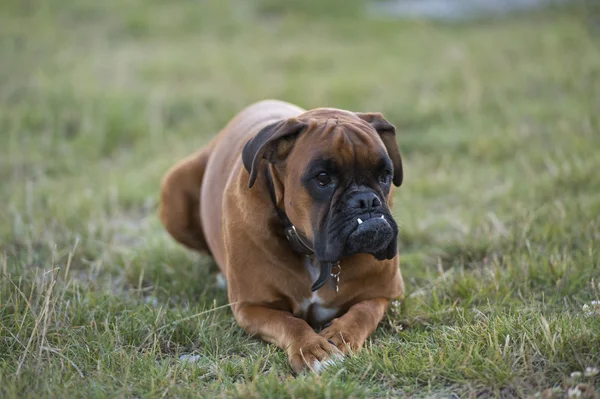 Cão boxer filhote de cachorro enquanto sentado na grama verde — Fotografia de Stock