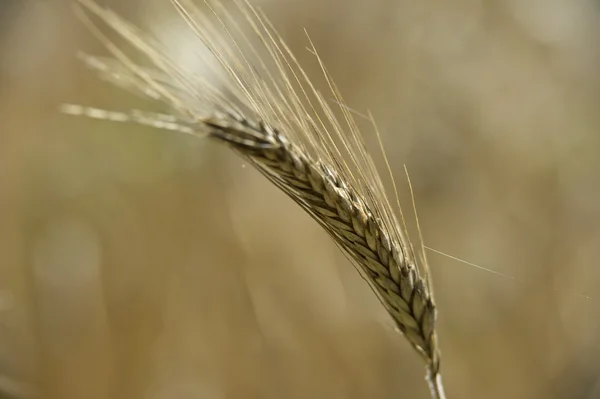 Mature Grain wheat field — Stock Photo, Image