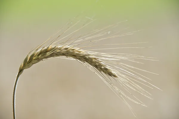 Mature Grain wheat field — Stock Photo, Image