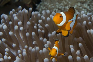 Balık ve karides simbyosis