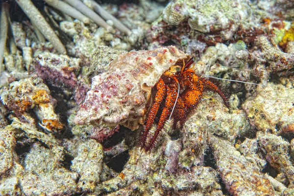 Um caranguejo eremita colorido — Fotografia de Stock