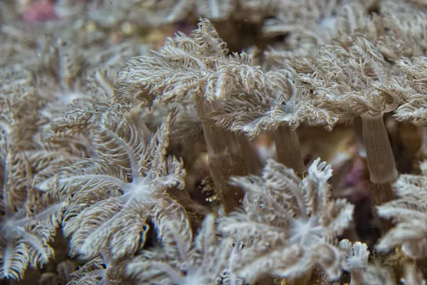Sert mercan makrosu — Stok fotoğraf