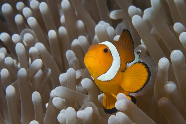 Simbiosis de peces y camarones — Foto de Stock