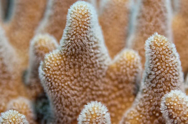 Hard coral macro — Stock Photo, Image