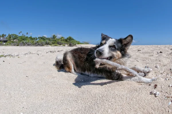 Dog walking on tropical crystal polynesian sea water — Stock Photo, Image