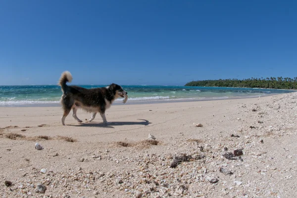 Dog walking on tropical crystal polynesian sea water — Stock Photo, Image