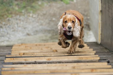mutlu köpek İngiliz cocker spaniel için çalışırken