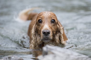 mutlu köpek İngiliz cocker spaniel için çalışırken