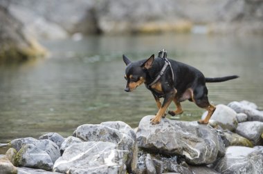 pincher oynayan köpek
