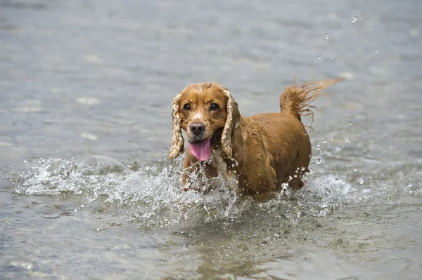 Šťastný pes anglický kokršpaněl při běhu na vás — Stock fotografie