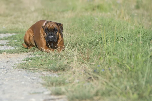 緑の芝生の上に座っている間犬のボクサーの若い子犬 — ストック写真