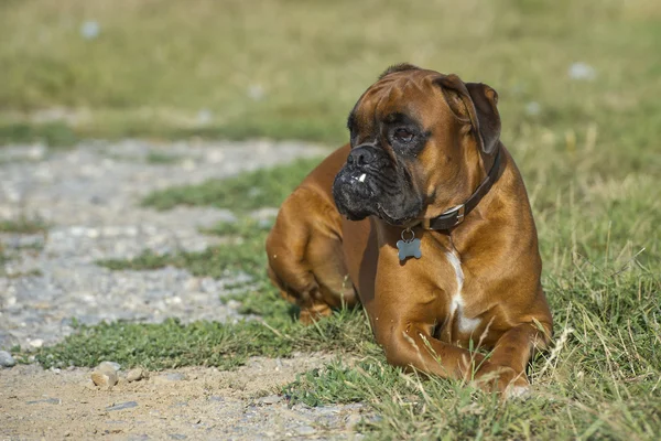 Cão boxer filhote de cachorro enquanto sentado na grama verde — Fotografia de Stock