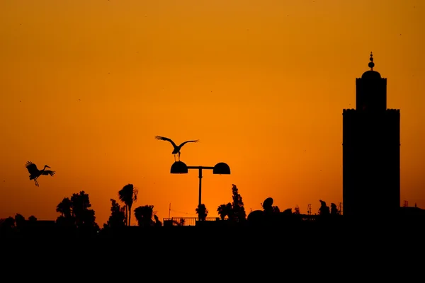 摩洛哥马拉喀什日落的看法与鹤飞行 — 图库照片